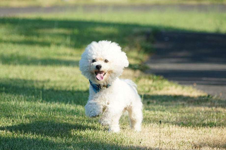 El bichón frisé tiene la media de mayor edad de diagnóstico, que es de 11 años.