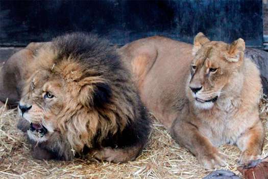 La pareja de leones "Manolo" (i) y "La Flaca" que fueron abatidos el sábado en el zoológico de Santiago de Chile para poder rescatar a un joven que ingresó a la jaula de los animales con la intención de suicidarse.  / AFP