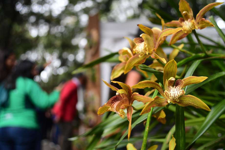 Exposición de orquídeas y otros aspectos