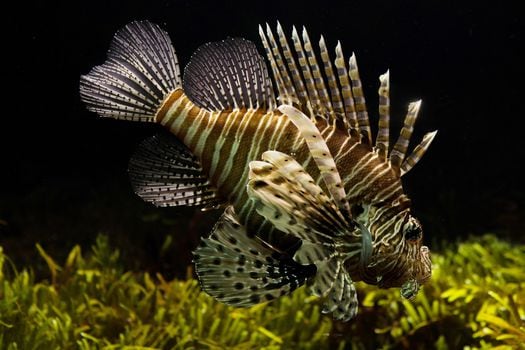 Inversa fabrica el primer cuero regenerativo del mundo. Hecho de pez león invasivo, que puede destruir la vida marina local. Foto: Pixabay