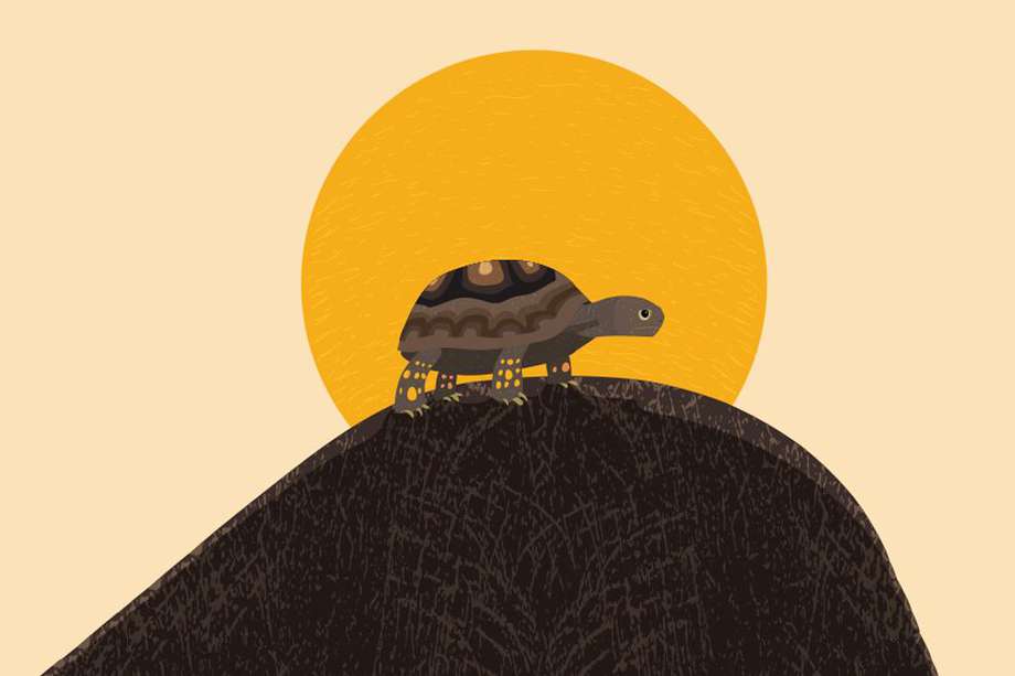 La fábula "Una tierra añorada" está protagonizada por Yolanda, una tortuga morrocoy que le dedica su vida a ayudar a los otros animales que fueron despojados de sus tierras.