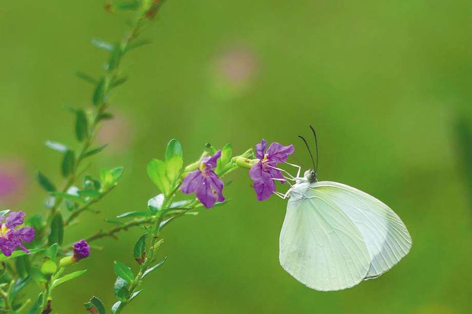 La 'Eurema albula' es una de las  3.877 especies de mariposas incluidas en la lista de chequeo nacional. / Fredy Montero