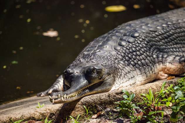 Pescadores en India se unen para salvar al cocodrilo gavial que está en peligro de extinción