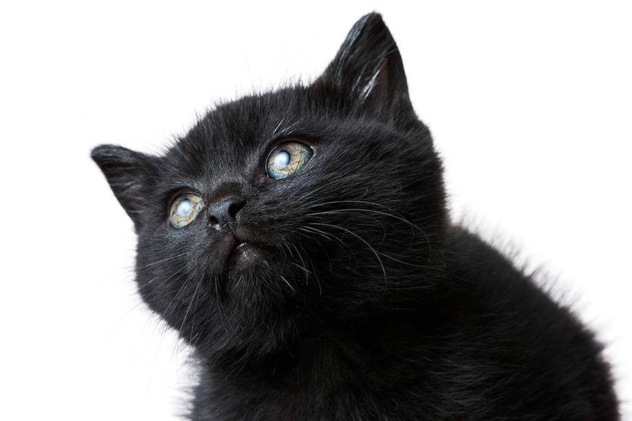 Adoptar un gato negro en casa