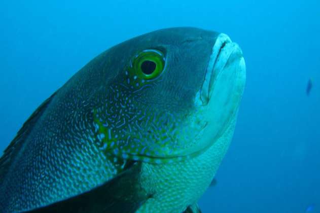 En Australia encuentran el pez de arrecife tropical más antiguo conocido