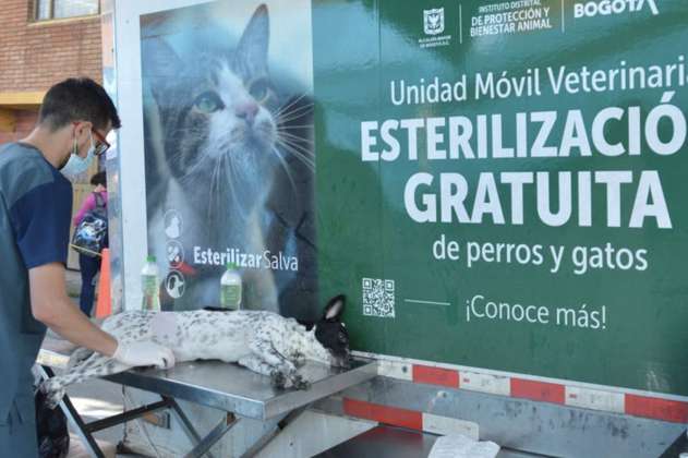 Esterilización gratuita de perros y gatos en Bogotá: ya hay cupos para mayo 