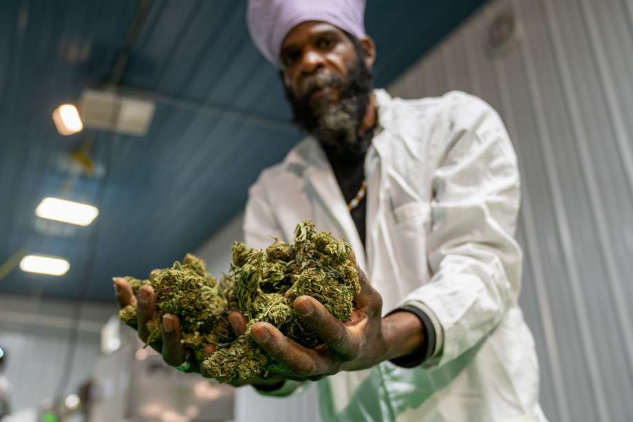 Michael Hant, especialista en cannabis de Hepworth Ag, muestra unas matas de marihuana en la planta de procesamiento de la granja Pura Hepworth, en Milton, Nueva York (EE. UU.).