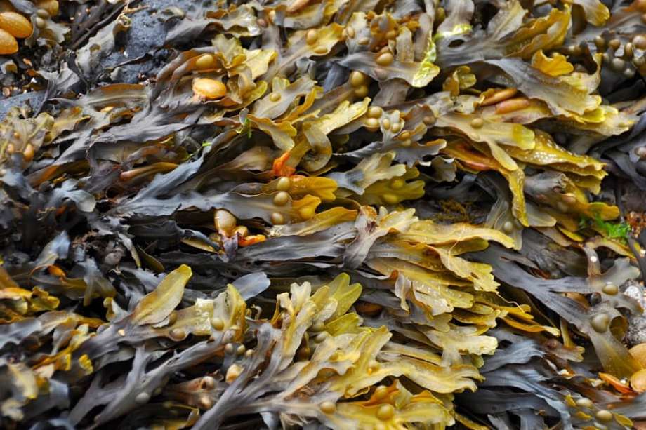El nuevo medicamento contra el Alzheimer es derivado de algas marinas.  / Pixabay