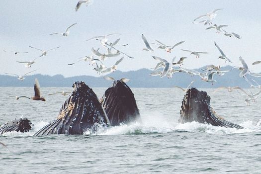 Es el primer panorama completo de las migraciones de las ballenas y las amenazas que enfrentan en todos los océanos.
