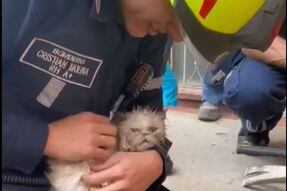 Medellín: rescatan a gata de tres meses que estaba atrapada en una tubería