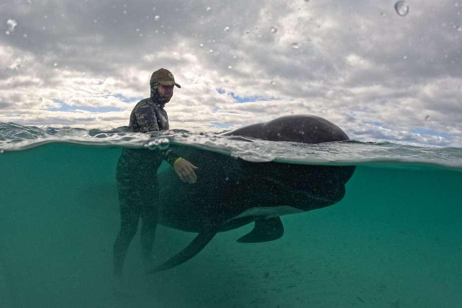 Un rescatista atiende a uno de estos cetáceos, el miércoles 26 de julio de 2023, después de que casi 100 de ellos se vararon en Cheynes Beach, al este de Albany, Australia.