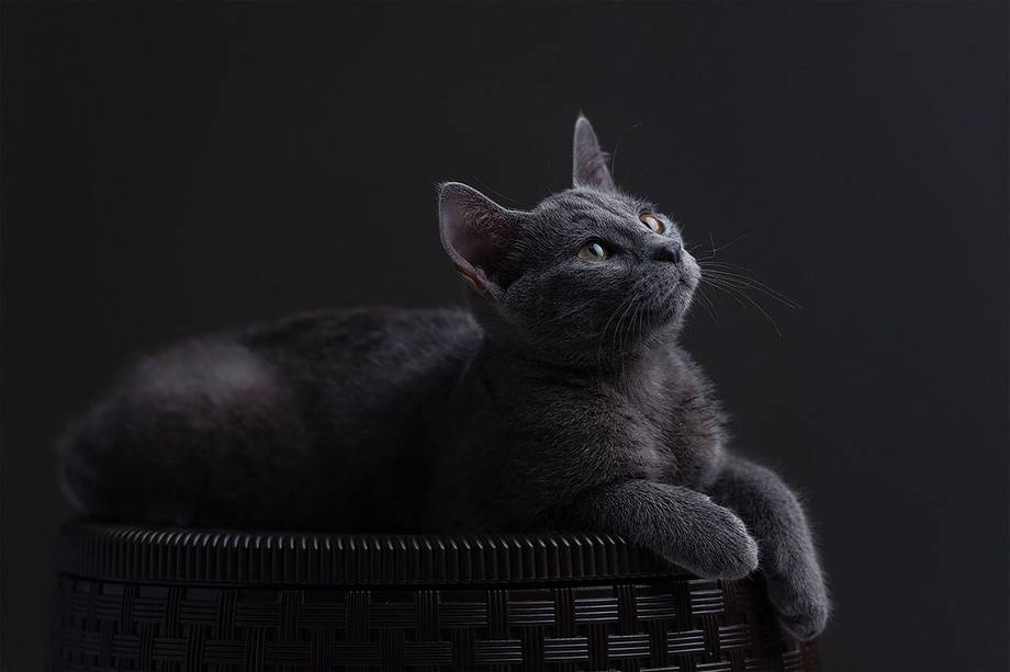 Gato azul ruso: curiosidades y datos que no sabía de este felino