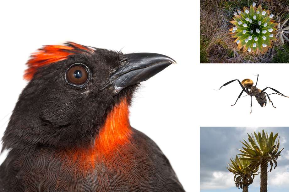 En las imágenes: un ave "Habia gutturalis" ; una "Paepalanthus alpinus" (en la parte superior derecha);  una hormiga "Camponotus sericeiventris"; y un frailejón "Espeletia uribei".