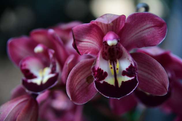 ¿Quiere ver orquídeas y aprender más de su cultivo? Esta feria es para usted