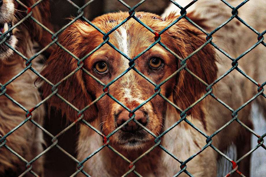 Además de los daños a su salud mental, el abandono en los perros puede implicar altos riesgos de desnutrición, accidentes de tráfico y violencia por parte de otros humanos, que atacan a perros callejeros.