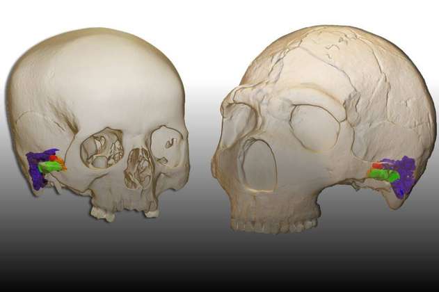 Los neandertales pudieron oír y hablar como nosotros