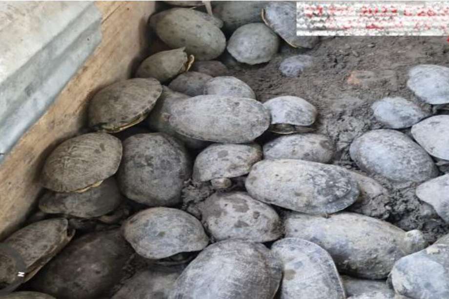 Los reptiles se encontraban en condiciones de hacinamiento en dos predios del municipio de Córdoba, Bolívar.