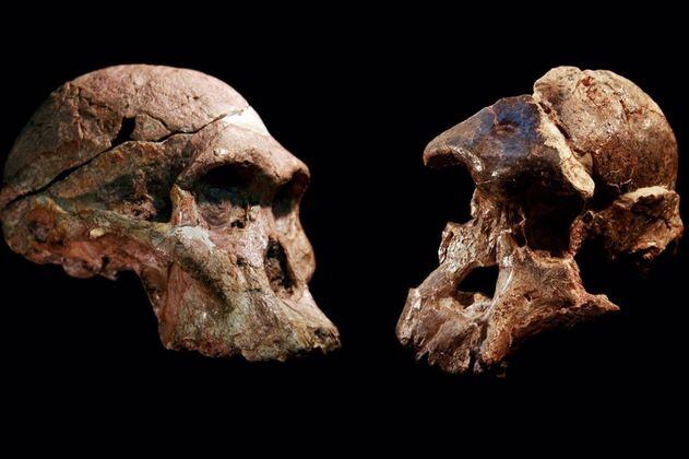 Primeros humanos podrían ser un millón de años más antiguos de lo que se creía