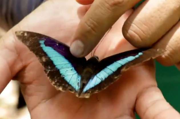 100 especies de mariposas encontradas en Santander