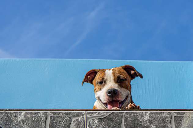 Inicia censo para mascotas de cuidado especial en Medellín: así puede registrar a la suya