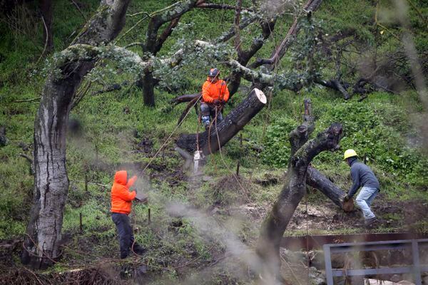 El Gobernado de Clifornua, Gavin Newsom, declaró el Estado de Emergencia tras las tormentas. Varios árboles han caído sobre ls vías. JOHN G. MABANGLO