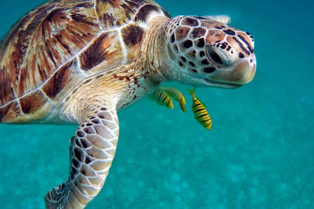 Más de 113 tortugas muertas en playas mexicanas preocupan a científicos