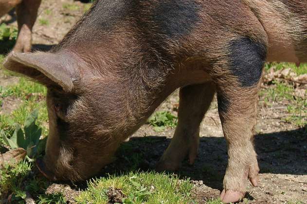 Cerdo mata a mordiscos a un campesino en Perú
