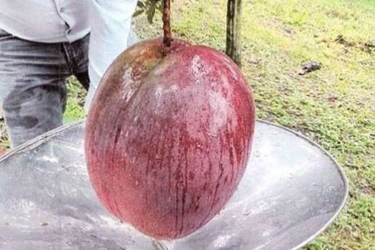 El mango pesó 4.250 gramos.