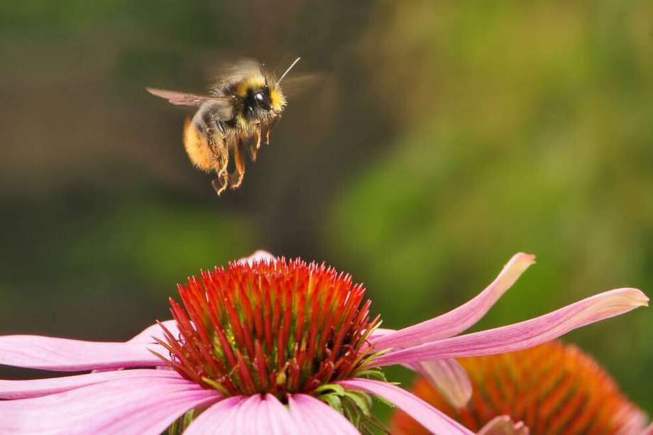 Los abejorros son polinizadores de importancia mundial y se consideran sensibles al cambio ambiental. 