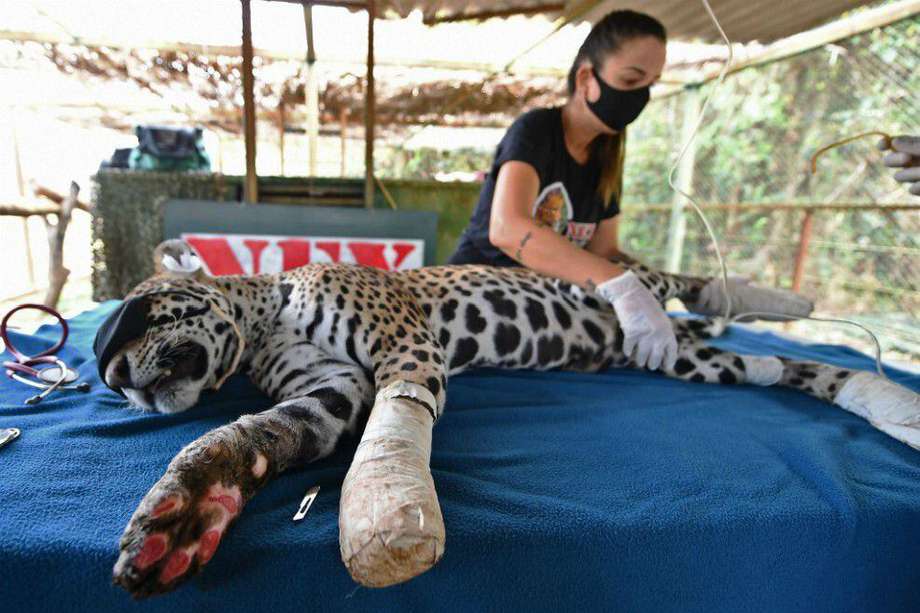 Amanaci es un jaguar hembra rescatado de los incendios que afetaron Pantanal, el mayor humedal del mundo, ubicado en Brasil.