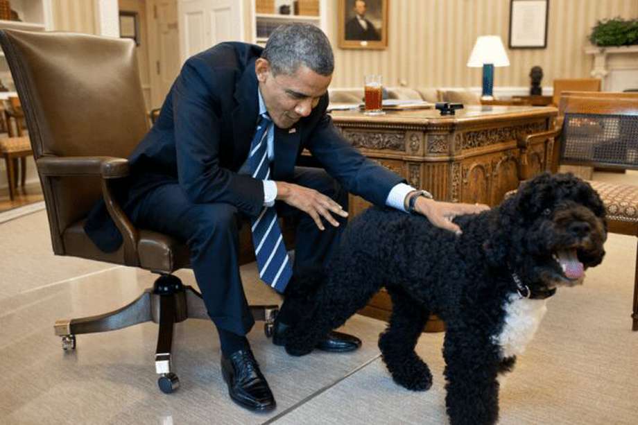 Bo Obama, un perro de agua portugués, que llegó con la familia de Barack Obama a la Casa Blanca.