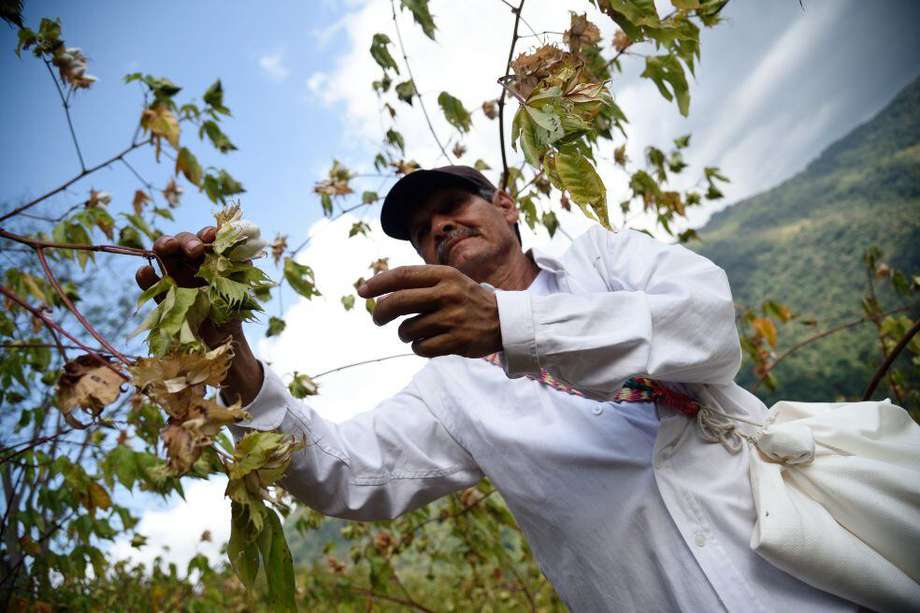 La primera cosecha de Prosierra se dio gracias al campesino Gustavo Cruz y en una hectárea se recogieron 1.230 kilos de algodón orgánico, con una fibra extralarga, blanca y libre de químicos.