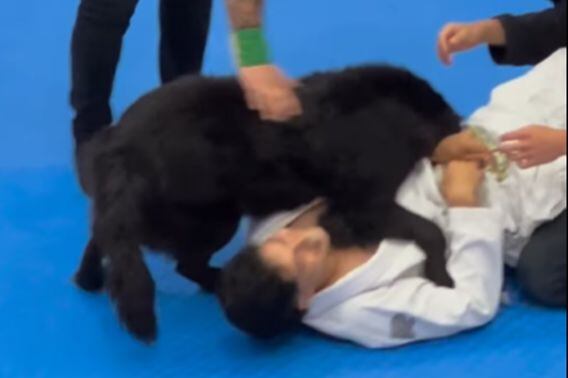 En video: captan a perro ayudando a su dueño durante torneo de jiu-jitsu |  EL ESPECTADOR