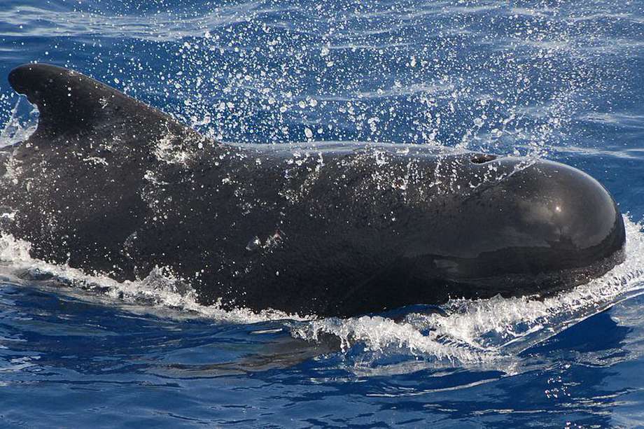 Imagen de una ballena piloto (Globicephala).