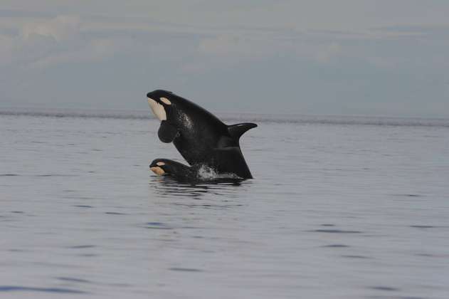 El apareamiento entre orcas emparentadas podría amenazar su supervivencia