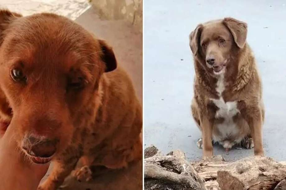 cuantos años tenia fe el perro de 2 patas