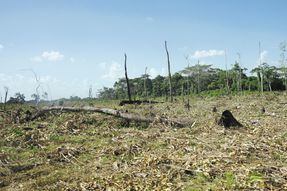 La Amazonía perdió 9,7 % de su vegetación entre 1985 y 2021