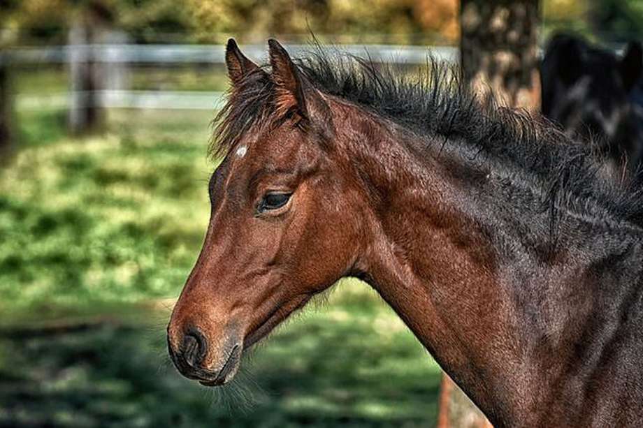 Habitantes de Casabianca denuncian que un caballo que hacía parte de una cabalgata fue apuñalado por un hombre en aparente estado de embriaguez. 
