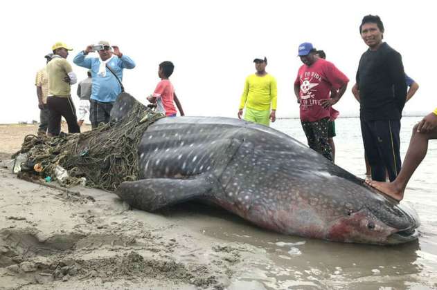 Tiburón ballena habría sido víctima de pesca irregular en La Guajira 