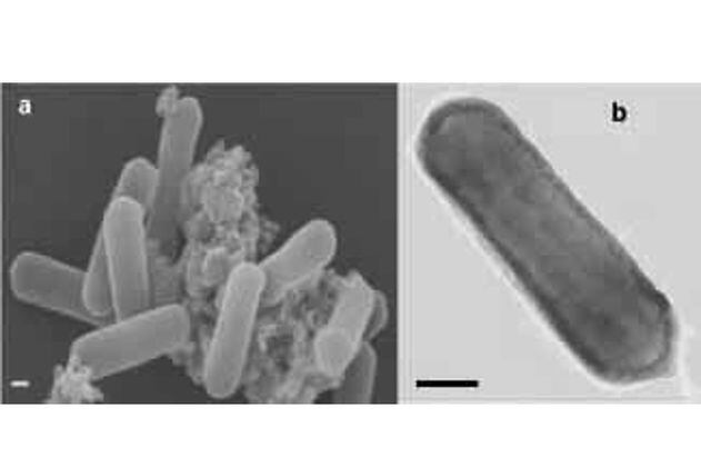 Nitrosopumilus maritimus: el microbio marino que produce oxígeno en la oscuridad
