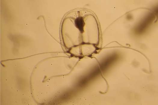 Este es un ejemplar de la etapa juvenil de la medusa Turritopsis dohrnii.