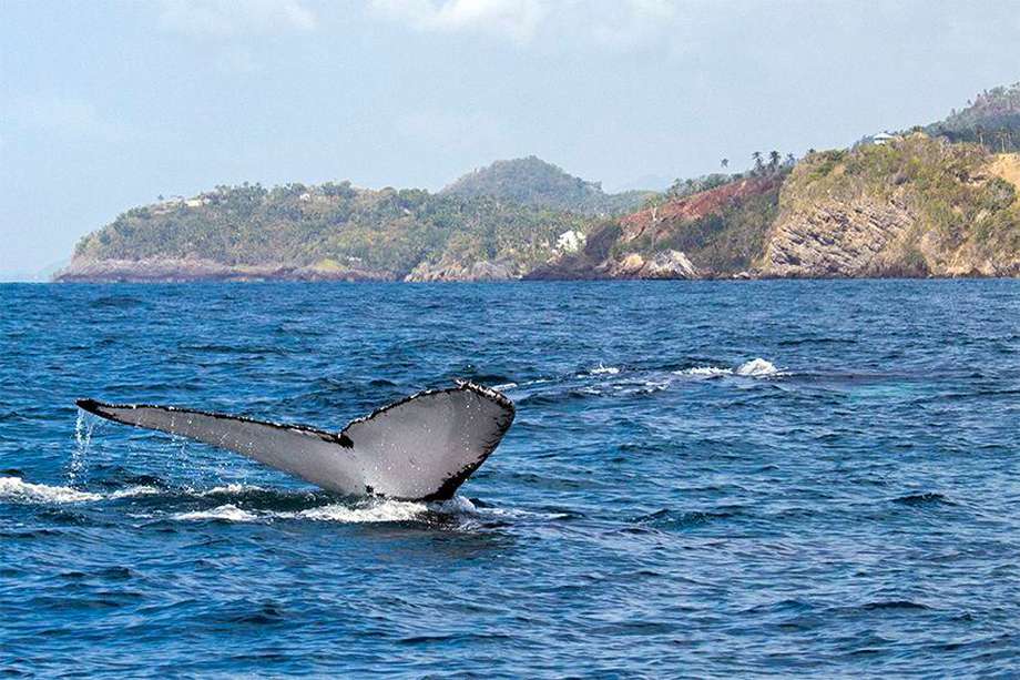 Entre los meses de enero y marzo, miles de ballenas jorobadas nadan más de 5.000 kilómetros para llegar a las costas de República Dominicana para cortejar, aparearse y dar a luz. Su área marina es clave para estos animales.