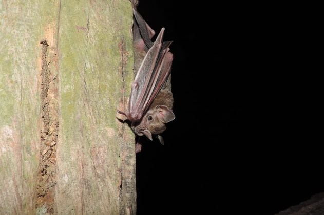 Los incendios en la Amazonia están afectando a los murciélagos
