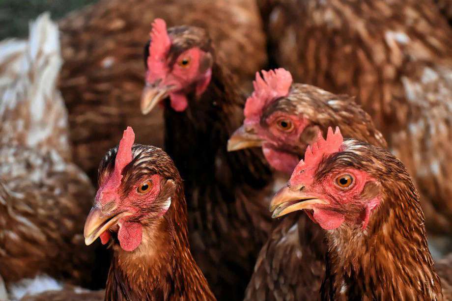 La producción de pollo y huevo aumentó un 1 y 3 %, respectivamente, frente a 2022.
