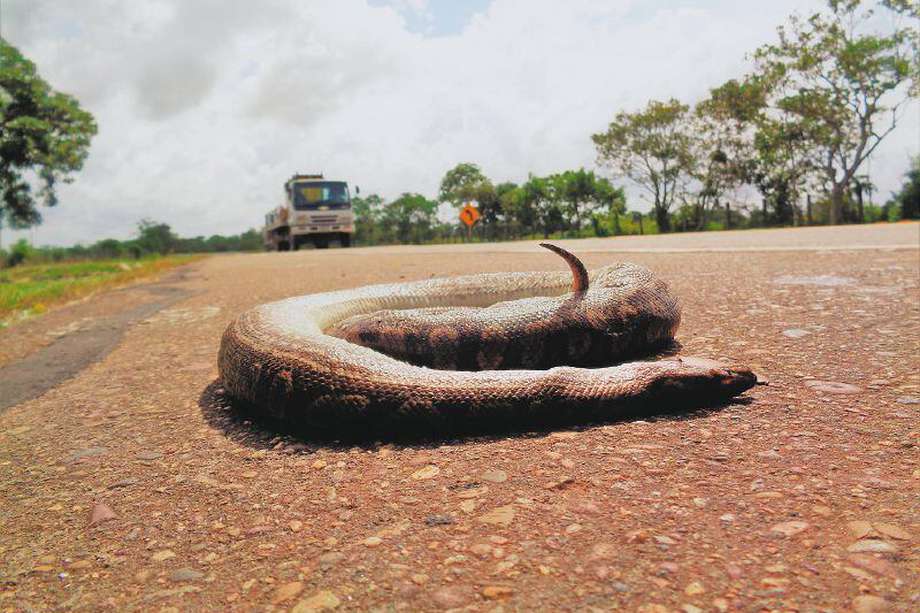  Los atropellamientos son una de las principales amenazas para las serpientes en la Orinoquía.  / Mónica Rincón-Aranguri.