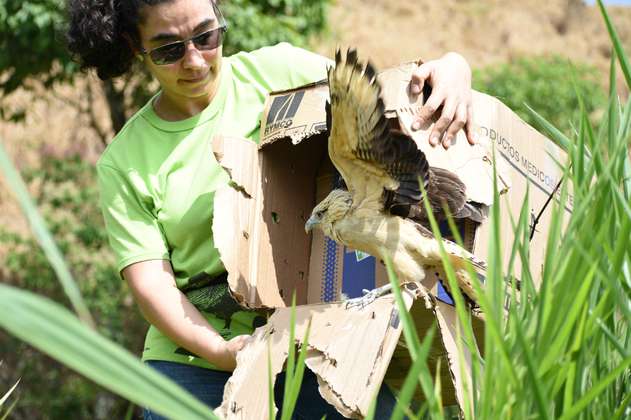 Van 155 animales silvestres rescatados y liberados en Antioquia en el 2018
