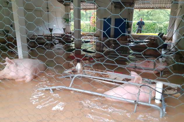 Casi 500 cerdos murieron ahogados por inundaciones en Betania, Antioquia