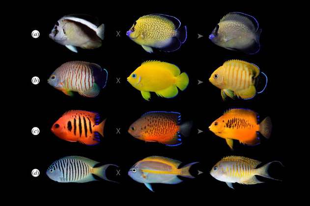 ¿Por qué algunos peces tropicales se están volviendo más coloridos?