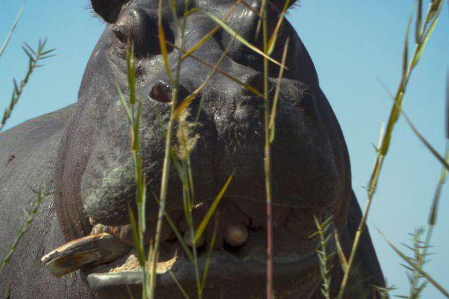 "Pepe" sigue la historia de uno de los hipopótamos que pertenecieron a Pablo Escobar, narrando sus orígenes en África y su llegada a Colombia.