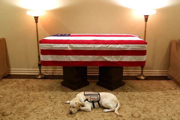 El perro que acompañará a George H. W. Bush en su último viaje